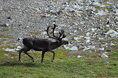 Sámi Tours